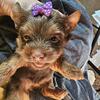 Yorkie