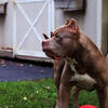 American Bully Sire - "Bravo" ( Bossy Kennels Adios x Barbie ) Grandson!