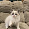 Ragdoll kitten