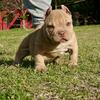 American Bully (Micro)