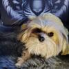 Teacup morkie male puppy potty trained shots and papers Chicago il