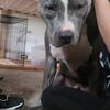 3 year old pitbull