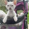 Lilac & Chocolate Point Siamese Kittens  $1,000
