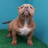 american bully