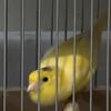 Waterslagar canary birds