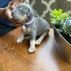 XL american bully puppies amazing ped