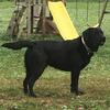 AKC English Lab Stud*
