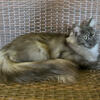 Retired maine coon female black smoke