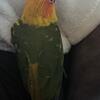 8 month old sun conure $400 north Florida