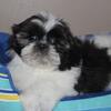 Maltese/Shih Tzu puppies just born. 4M/2F