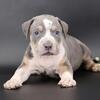 Grizz - XL American Bully - Male 