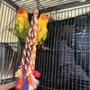 Young sun conures 