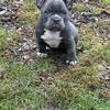 Micro American bully puppies. 10 weeks old 
