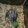 Eclectus Babies 
