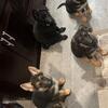AKC GERMAN SHEPARD PUPPIES.