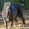 Neapolitan Mastiffs 