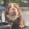 English Bulldog chocolate tri Merle stud in KY