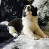AKC AKITA Puppies - Show Lines