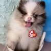 Micro Pomeranian puppy