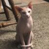 Standard Sphynx Male 7 years old 