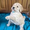 F1B Goldendoodle Puppies