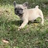 French bulldog puppies 