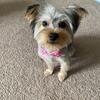 Yorkshire Terrier female puppy