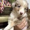 Australian Shepherd 