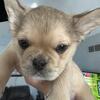 Purebred AKC registered French bulldog rare !!!