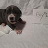 Blue-Nose American Pitbull Terrier Puppies $400 each Norfolk, Virginia