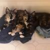 2 female calico kittens need forever homes