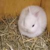  Lionheads, hotots and holland lops.  Pets or breeding quality.