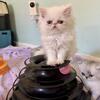 CFA PERSIANS KITTENS CHATTANOOGA MANY COLOR CHOICES