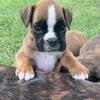 Boxer (Euros) - Top imported bloodlines located in Minnesota