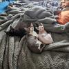 Sphynx x devon rex