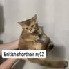 Kittens British Scottish Maine Coone kittens 