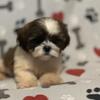 Shih Tzu babies available now 