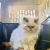 Looking to rehome this beautiful foster Himalayan, 6 yr-old female cat