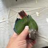 High Red/Yellow Sided Green cheek conure