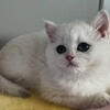  British Shorthair Blue-Eyed White Kitten 