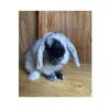 Selling Herd (Holland Lops & Lionheads)