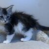 Female Maine Coon kitten  "OREO"  classic black tabby, with white