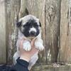 ENGLISH MASTIFF/ANATOLIAN SHEPHERD PUPPIES