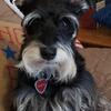 Coming soon....🐾♥️🐾 ADORABLE AKC MINIATURE SCHNAUZERS 