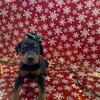 Doberman puppies!🎄
