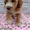 Goldendoodle, Female, Multi Generational
