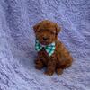 Teacup boy poodle available now!!!