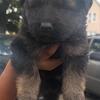 Pure bred german shepherd puppies 