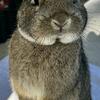 Netherland Dwarf Rabbits