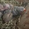Young Lovibird